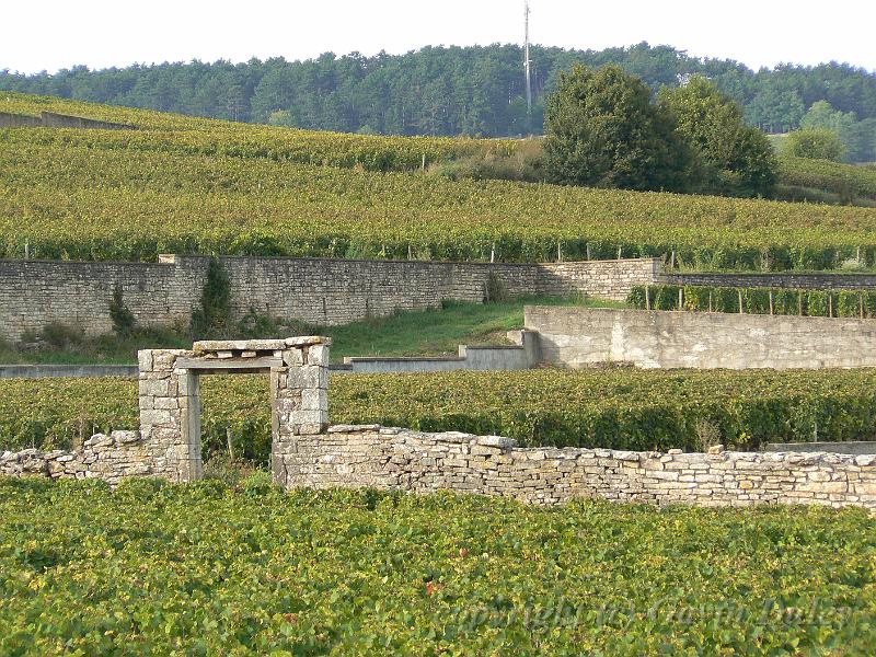 Vineyards near Pommard P1130948.JPG